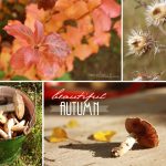 Beautiful Autumn Photos
